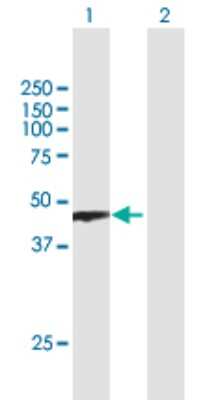 Western Blot: PRMT8 Antibody [H00056341-B01P] - Analysis of PRMT8 expression in transfected 293T cell line by PRMT8 polyclonal antibody.  Lane 1: HRMT1L4 transfected lysate(43.34 KDa). Lane 2: Non-transfected lysate.