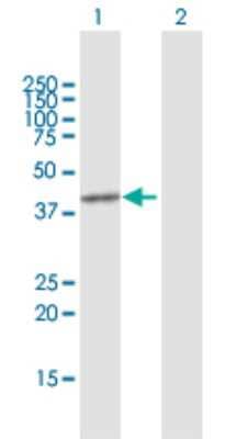 Western Blot: PRMT8 Antibody [H00056341-D01P] - Analysis of PRMT8 expression in transfected 293T cell line by PRMT8 polyclonal antibody.Lane 1: PRMT8 transfected lysate(45.30 KDa).Lane 2: Non-transfected lysate.
