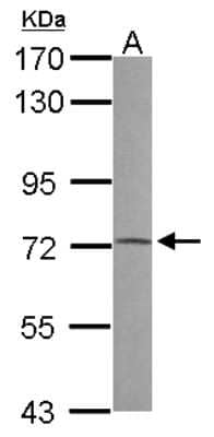 Western Blot: PRODH Antibody [NBP2-19940] - Sample (30 ug of whole cell lysate) A: 293T 7. 5% SDS PAGE gel, diluted at 1:500.