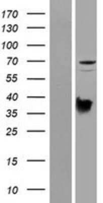 Western Blot: PRODH Overexpression Lysate (Adult Normal) [NBP2-07052] Left-Empty vector transfected control cell lysate (HEK293 cell lysate); Right -Over-expression Lysate for PRODH.