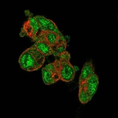 Immunocytochemistry/Immunofluorescence: PRODH2 Antibody [NBP2-13812] - Immunofluorescent staining of human cell line Hep G2 shows localization to nucleoplasm & cytosol. Antibody staining is shown in green. 