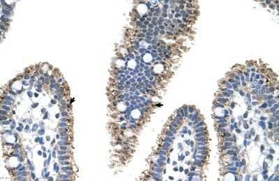 Immunohistochemistry-Paraffin: PRODH2 Antibody [NBP1-70682] - Human Intestine Tissue, antibody concentration 4-8ug/ml. Cells with positive label: Epithelial cells of intestinal villus (indicated with arrows) 400X magnification.