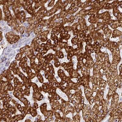 Immunohistochemistry-Paraffin: PRODH2 Antibody [NBP2-13812] - Staining of human liver shows strong cytoplasmic positivity in hepatocytes.