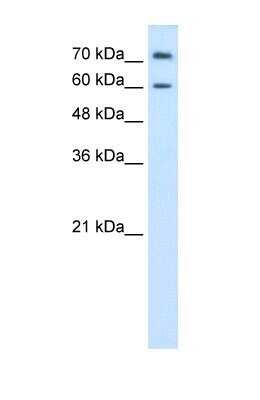 Western Blot: PRODH2 Antibody [NBP1-70682] - HepG2 cell lysate, Antibody Titration: 0.2-1 ug/ml