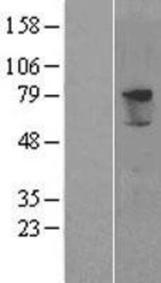 Western Blot: PRODH2 Overexpression Lysate (Adult Normal) [NBP2-04385] Left-Empty vector transfected control cell lysate (HEK293 cell lysate); Right -Over-expression Lysate for PRODH2.