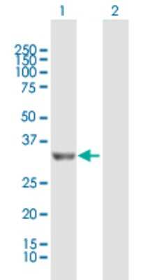 Western Blot: PROSC Antibody [H00011212-B01P] - Analysis of PROSC expression in transfected 293T cell line by PROSC polyclonal antibody.  Lane 1: PROSC transfected lysate(30.25 KDa). Lane 2: Non-transfected lysate.