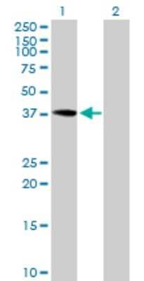 Western Blot: PRP18 Antibody [H00008559-B01P] - Analysis of PRPF18 expression in transfected 293T cell line by PRPF18 polyclonal antibody.  Lane 1: PRPF18 transfected lysate(37.73 KDa). Lane 2: Non-transfected lysate.