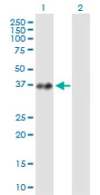 Western Blot: PRP18 Antibody [H00008559-B02P] - Analysis of PRPF18 expression in transfected 293T cell line by PRPF18 polyclonal antibody.  Lane 1: PRPF18 transfected lysate(37.62 KDa). Lane 2: Non-transfected lysate.
