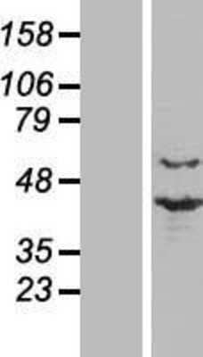 Western Blot PRP18 Overexpression Lysate