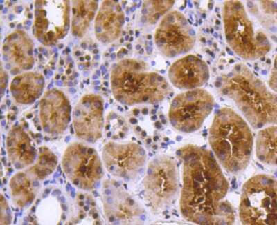 Immunohistochemistry-Paraffin: PRP19 Antibody (SC06-53) [NBP2-67597] - Analysis of paraffin-embedded human kidney tissue using anti-PRP19 antibody. Counter stained with hematoxylin.