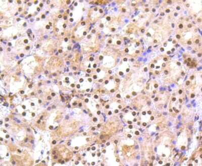Immunohistochemistry-Paraffin: PRP19 Antibody (SC06-53) [NBP2-67597] - Analysis of paraffin-embedded mouse kidney tissue using anti-PRP19 antibody. Counter stained with hematoxylin.
