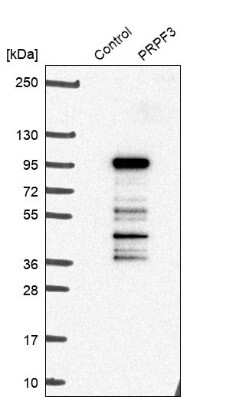 Western Blot: PRPF3 Antibody [NBP1-83219] - Analysis in control (vector only transfected HEK293T lysate) and PRPF3 over-expression lysate (Co-expressed with a C-terminal myc-DDK tag (3.1 kDa) in mammalian HEK293T cells).