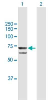 Western Blot: PRPF31 Antibody [H00026121-B02P] - Analysis of PRPF31 expression in transfected 293T cell line by PRPF31 polyclonal antibody.  Lane 1: PRPF31 transfected lysate(55.5 KDa). Lane 2: Non-transfected lysate.