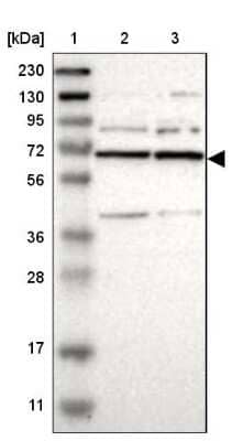 Western Blot: PRPF39 Antibody [NBP1-83774] - Lane 1: Marker  [kDa] 230, 130, 95, 72, 56, 36, 28, 17, 11.  Lane 2: Human cell line RT-4.  Lane 3: Human cell line U-251MG sp
