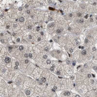 Immunohistochemistry-Paraffin: PRPF4 Antibody [NBP1-83217] - Staining of human liver.