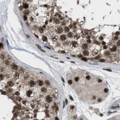 Immunohistochemistry-Paraffin: PRPF4 Antibody [NBP1-83217] - Staining of human testis.