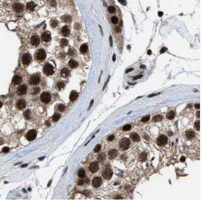 Immunohistochemistry-Paraffin: PRPF4 Antibody [NBP1-83218] - Staining of human testis using Anti-PRPF4 antibody.