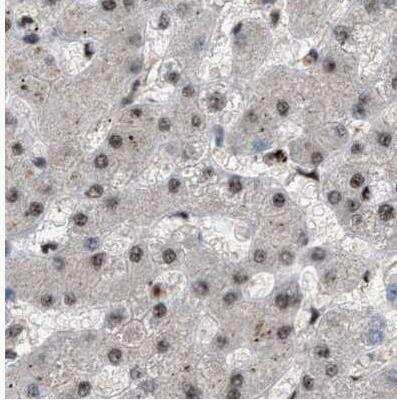 Immunohistochemistry-Paraffin: PRPF4 Antibody [NBP1-83218] - Staining of human liver using Anti-PRPF4 antibody.