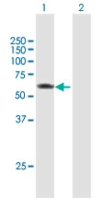 Western Blot: PRPF4 Antibody [H00009128-B01P] - Analysis of PRPF4 expression in transfected 293T cell line by PRPF4 polyclonal antibody.  Lane 1: PRPF4 transfected lysate(57.42 KDa). Lane 2: Non-transfected lysate.