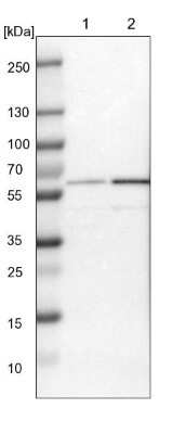 Western Blot: PRPF4 Antibody [NBP1-83217] - Lane 1: NIH-3T3 cell lysate (Mouse embryonic fibroblast cells). Lane 2: NBT-II cell lysate (Rat Wistar bladder tumor cells).