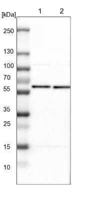 Western Blot: PRPF4 Antibody [NBP1-83218] - Lane 1: NIH-3T3 cell lysate (Mouse embryonic fibroblast cells). Lane 2: NBT-II cell lysate (Rat Wistar bladder tumor cells).