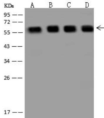 Western Blot: PRPF4 Antibody [NBP3-12635] - Lane A: Raji Whole Cell LysateLane B: HepG2 Whole Cell LysateLane C: 293 Whole Cell LysateLane D: HeLa Whole Cell LysateLysates/proteins at 30 ug per lane.SecondaryGoat Anti-Rabbit IgG (H+L)/HRP at 1/10000 dilution.Developed using the ECL technique.Performed under reducing conditions.Predicted band size:58 kDaObserved band size:58 kDa