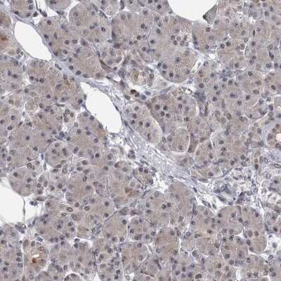 Immunohistochemistry-Paraffin: PRPF40B Antibody [NBP1-93679] - Staining of human pancreas shows low expression as expected.