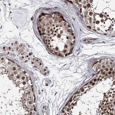 Immunohistochemistry-Paraffin: PRPF40B Antibody [NBP1-93679] - Staining of human testis shows high expression.