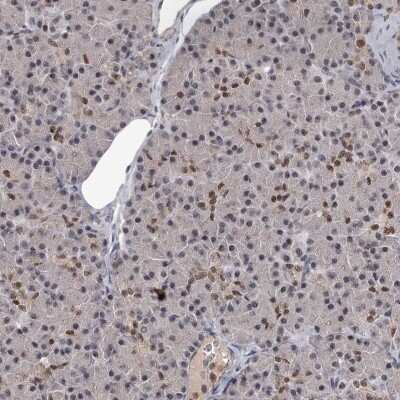 Immunohistochemistry-Paraffin: PRPF40B Antibody [NBP1-93680] - Staining of human pancreas shows low expression as expected.