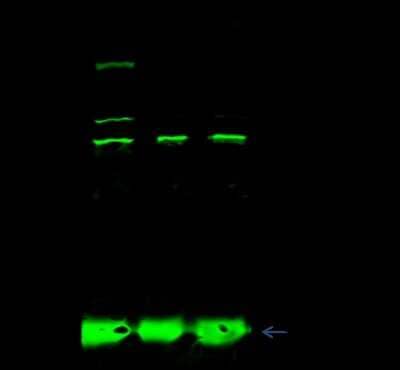 Immunoprecipitation: PRPF6 Antibody [NBP2-99184] - PRPF6 was immunoprecipitated using: Lane A: 0.5 mg 293T Whole Cell Lysate. Lane B: 0.5 mg NIH-3T3 Whole Cell Lysate. Lane C: 0.5 mg Hela Whole Cell Lysate4 ul anti-PRPF6 rabbit polyclonal antibody and 15 ul of 50 % Protein G agarose. Primary antibody: Anti-PRPF6 rabbit polyclonal antibody, at 1:100 dilution. Secondary antibody: Dylight 800-labeled antibody to rabbit IgG (H+L), at 1:5000 dilution. Developed using the Odyssey technique. Performed under reducing conditions. Predicted band size: 106 kDa. Observed band size: 106 kDa