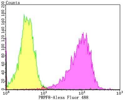 Flow Cytometry: PRPF8 Antibody (JG57-38) [NBP2-75630] - Analysis of A549 cells with PRPF8 antibody at 1/100 dilution (red) compared with an unlabelled control (cells without incubation with primary antibody; black).Alexa Fluor 488-conjugated goat anti-rabbit IgG was used as the secondary antibody.