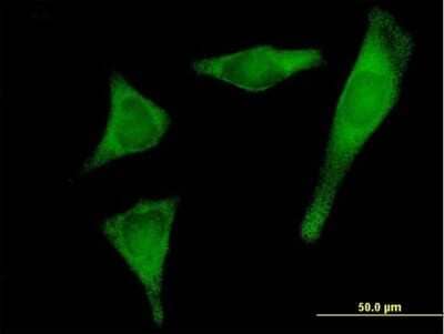 Immunocytochemistry/Immunofluorescence: PRPSAP2 Antibody [H00005636-B01P] - Analysis of purified antibody to PRPSAP2 on HeLa cell. (antibody concentration 10 ug/ml)