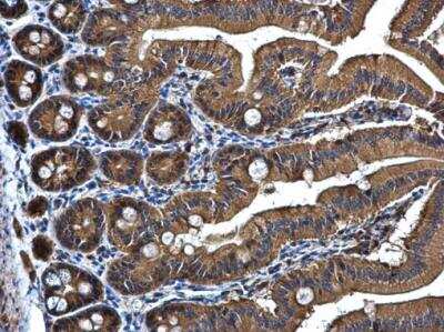 Immunohistochemistry-Paraffin: PRPSAP2 Antibody [NBP1-32630] - Mouse duodenum. PRPSAP2 antibody [N1C3] diluted at 1:500. Antigen Retrieval: Citrate buffer, pH 6.0, 15 min.