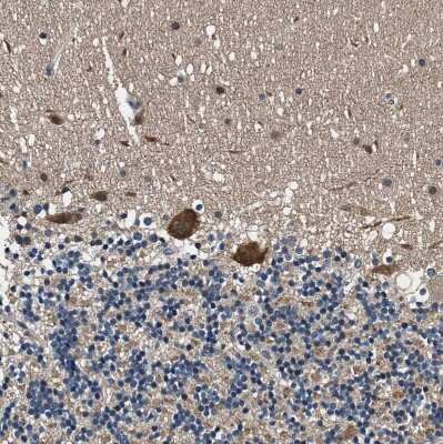 Immunohistochemistry-Paraffin: PRPSAP2 Antibody [NBP1-87341] - Staining of human cerebellum shows strong cytoplasmic positivity in Purkinje cells.