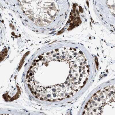 Immunohistochemistry-Paraffin: PRPSAP2 Antibody [NBP1-87341] - Staining of human testis shows strong cytoplasmic positivity in Leydig cells.