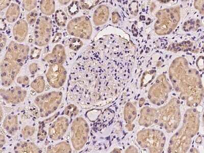 Immunohistochemistry-Paraffin: PRPSAP2 Antibody [NBP2-97949] - Immunochemical staining of human PRPSAP2 in human kidney with rabbit polyclonal antibody at 1:100 dilution, formalin-fixed paraffin embedded sections.