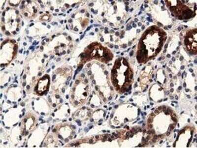 Immunohistochemistry: PRPSAP2 Antibody (OTI1E3) - Azide and BSA Free [NBP2-73676] - Staining of paraffin-embedded Human Kidney tissue using anti-PRPSAP2 mouse monoclonal antibody.