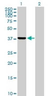 Western Blot: PRPSAP2 Antibody [H00005636-B01P] - Analysis of PRPSAP2 expression in transfected 293T cell line by PRPSAP2 polyclonal antibody.  Lane 1: PRPSAP2 transfected lysate(40.59 KDa). Lane 2: Non-transfected lysate.