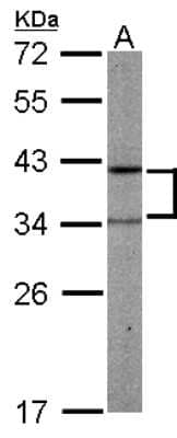 Western Blot: PRPSAP2 Antibody [NBP1-32630] - Sample (50 ug of whole cell lysate) A: mouse liver 12% SDS PAGE; antibody diluted at 1:1000.