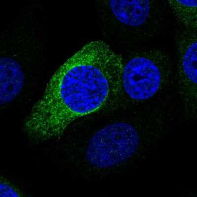 Immunocytochemistry/Immunofluorescence: PRR11 Antibody [NBP2-56123] - Staining of human cell line MCF7 shows localization to endoplasmic reticulum. Antibody staining is shown in green.