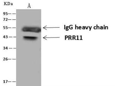 Immunoprecipitation PRR11 Antibody - BSA Free