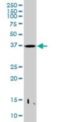 Western Blot: PRR11 Antibody [H00055771-B01P] - Analysis of PRR11 expression in K-562.