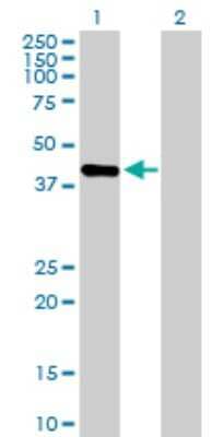 Western Blot: PRR11 Antibody [H00055771-B01P] - Analysis of PRR11 expression in transfected 293T cell line by PRR11 polyclonal antibody.  Lane 1: PRR11 transfected lysate(39.71 KDa). Lane 2: Non-transfected lysate.