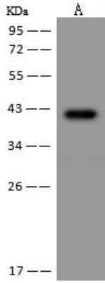 Western Blot PRR11 Antibody - BSA Free