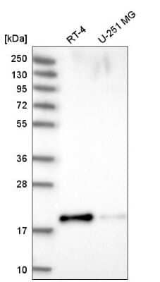 Western Blot: PRR13 Antibody [NBP2-55384] - Western blot analysis in human cell line RT-4 and human cell line U-251 MG.
