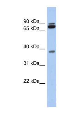 Western Blot PRR19 Antibody - BSA Free