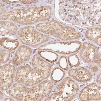 Immunohistochemistry PRR26 Antibody - BSA Free