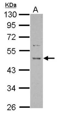 Western Blot PRR5 Antibody - BSA Free