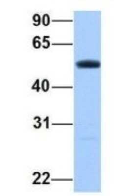 Western Blot: PRRC1 Antibody [NBP1-70687] - Human Hela, Antibody Dilution: 1.0 ug/ml PRRC1 is supported by BioGPS gene expression data to be expressed in HeLa.