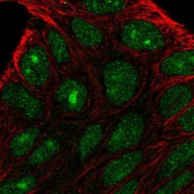 Immunocytochemistry/ Immunofluorescence PRRG2 Antibody